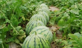 网红大瓜下载,下载背后的惊人真相